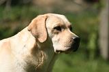 LABRADOR 1196